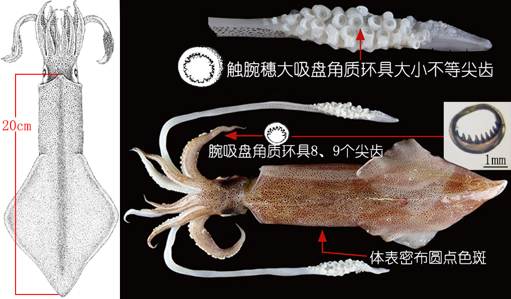 海鲜认识和吃法,海鲜解析