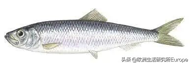 西班牙超市最全的鱼类挑选指南！据说这种山寨鱼对人体大大有害？