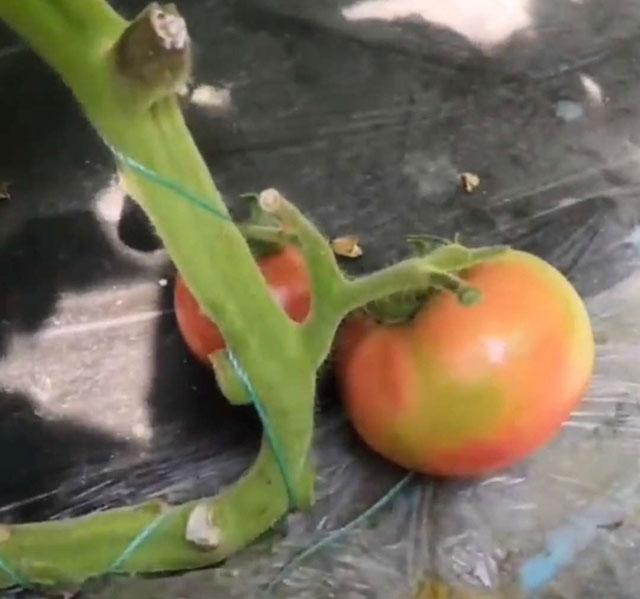 西红柿根腐病危害症状,西红柿茎基腐病原因