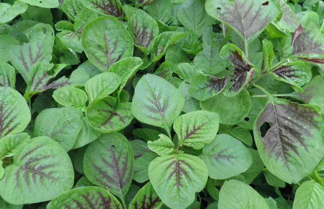 看看这些野菜你们家乡有吗?