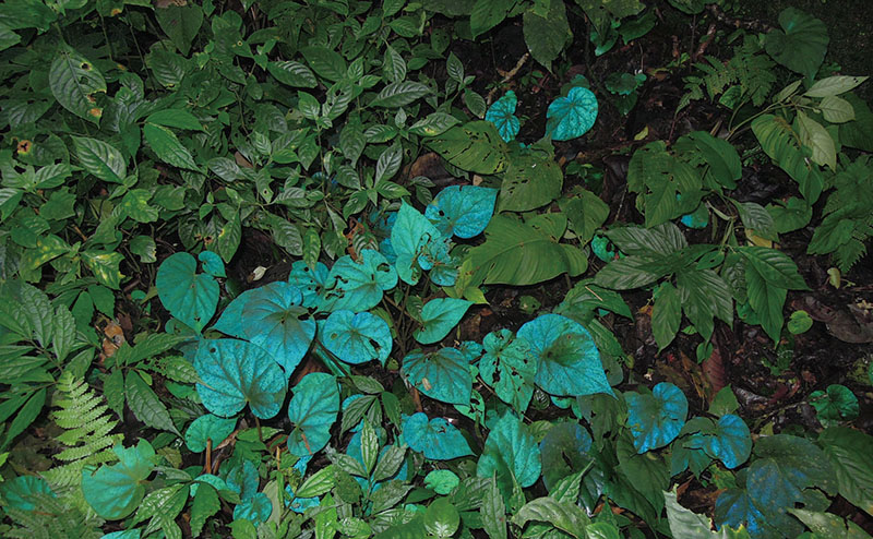 目前有多少种物种受到灭绝的威胁,物种受到威胁停滞繁衍