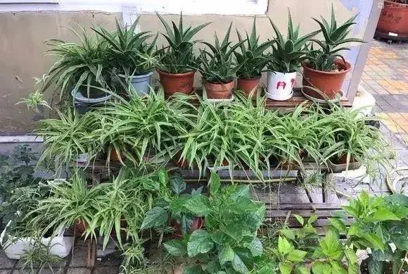 净化空气吸甲醛最好的花排名,什么花净化甲醛效果好