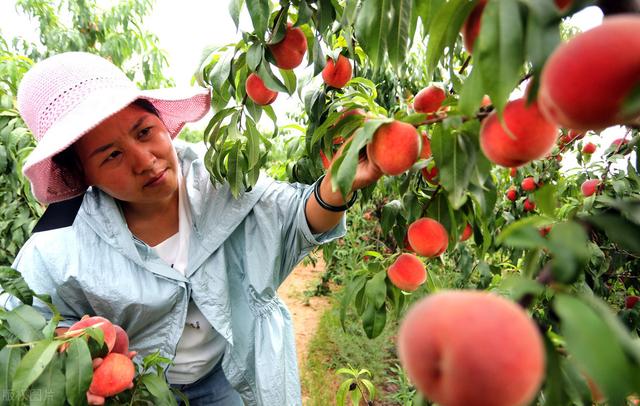 7月份桃子摘后桃树该怎样管理,桃树谢花后多长时间进入硬核期