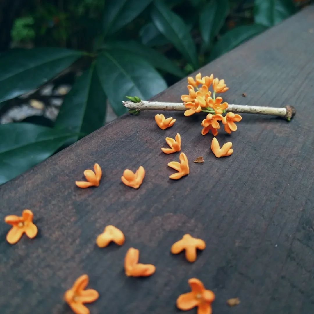 十月|一树桂花开，一袭暗香来