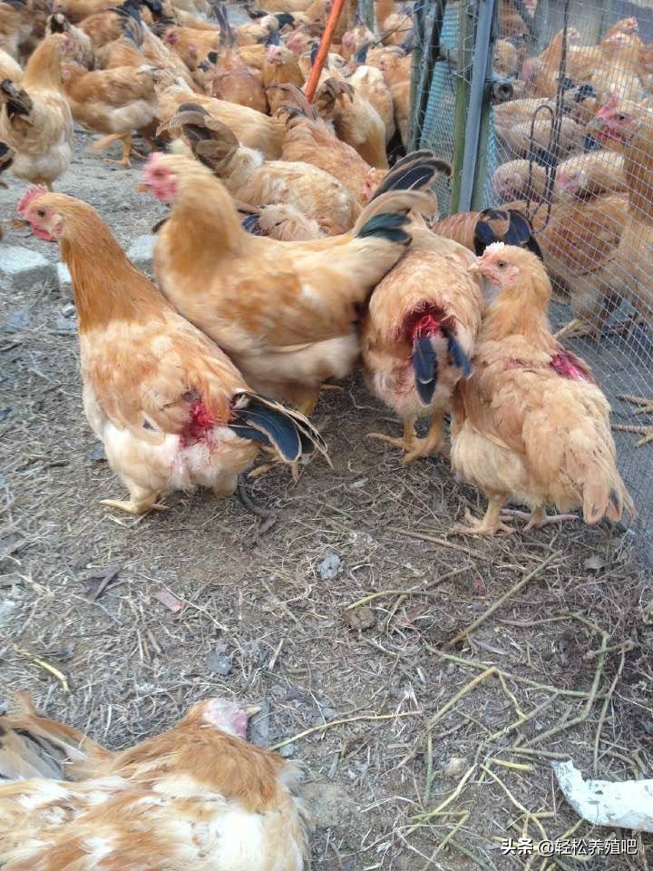养鸡啄羽啄肛如何解决,鸡啄羽啄肛怎么解决