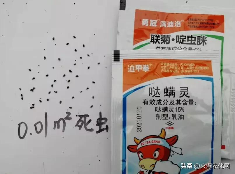 跳甲打甲,跳甲上午打还是晚上打好