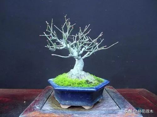 真果盆栽,结红色小果实的盆栽