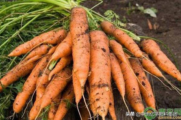 胡萝卜猝倒病发病原因及防治方法