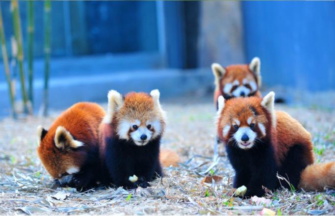 东部华侨城茵特拉根酒店特价套餐,东部华侨城套餐
