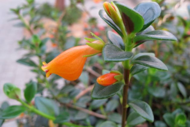 金鱼吊兰冬天需要天天晒太阳吗,金鱼吊兰立冬怎样剪枝冬天能开花