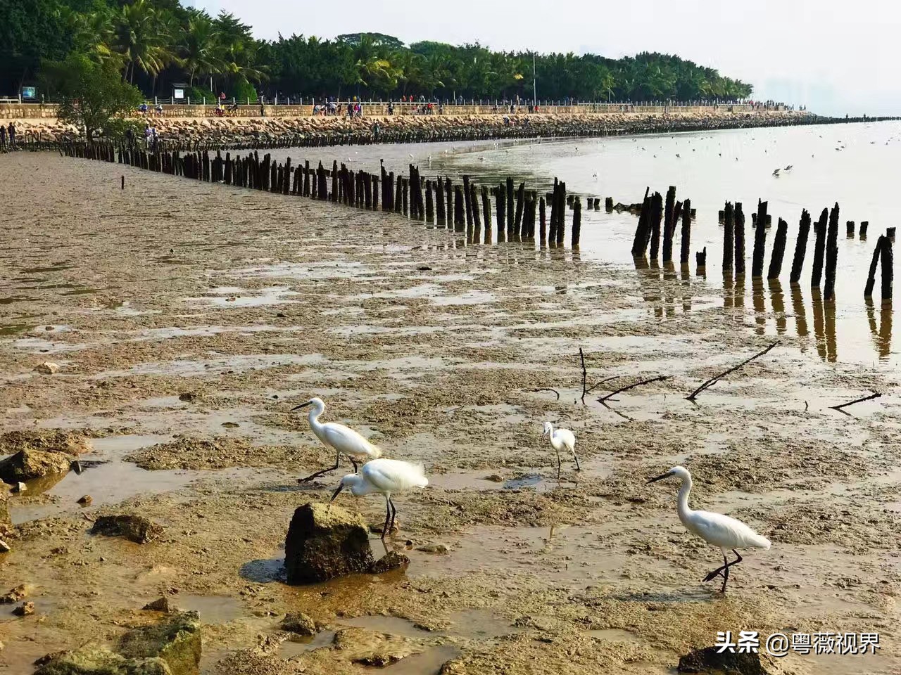 乘着地铁看海,乘地铁逛深圳