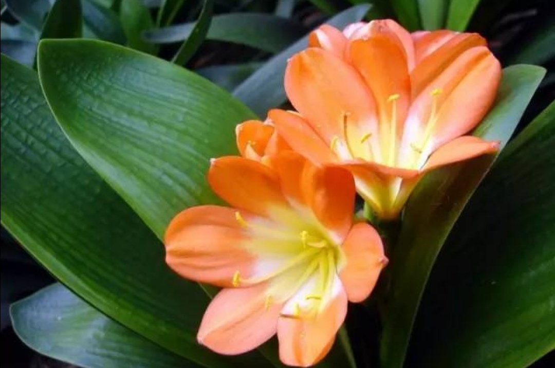 刚开花的君子兰怎么使花箭长高,养君子兰不花怎么回事