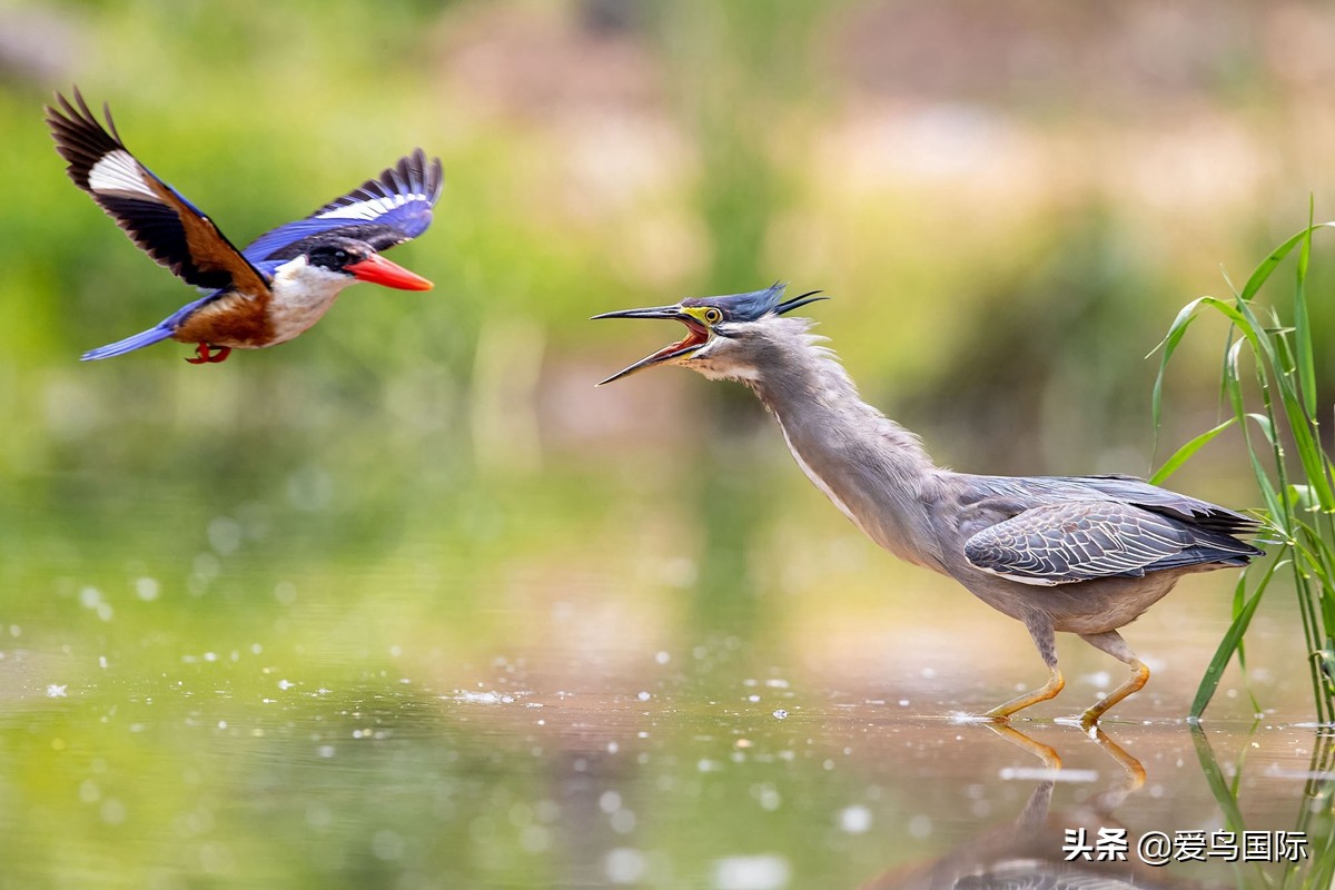 观鸟大年,观鸟大年免费