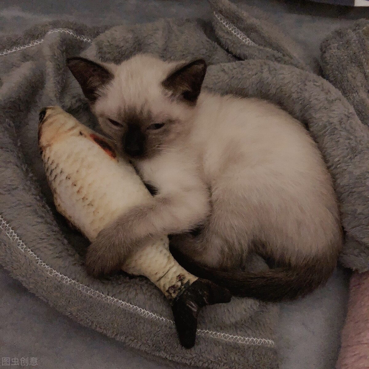 暹罗猫的饲养方法和注意事项,暹罗猫刚养注意什么