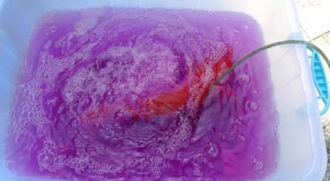 鹦鹉鱼爆鳞趴底,鹦鹉鱼爆卵怎么办