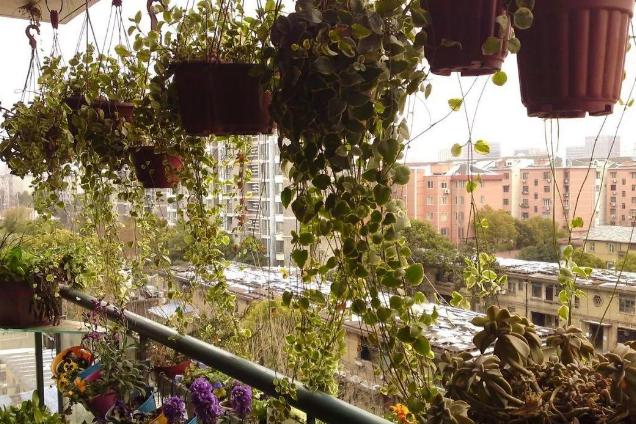 阳台窗台盆栽,阳台矮窗台处理最佳方法