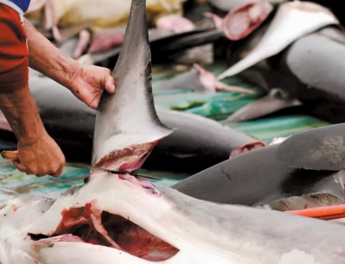 哥伦比亚最新抓捕消息,哥伦比亚抓捕犯