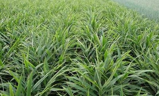 种植生姜能致富吗,生姜栽培种植新技术