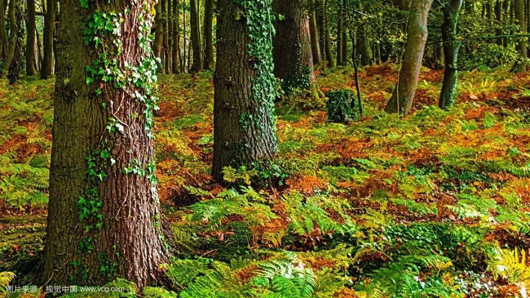 大树的秘密朗读,大树的秘密视频完整版