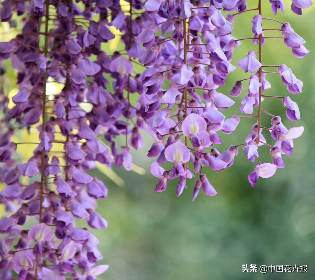 花园必备植物大全,花园常用植物科普