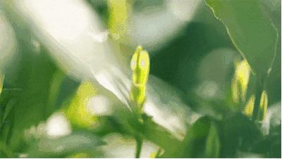 这几种虫子千万不能用手拍,上热搜遇到这种虫子千万别用手拍