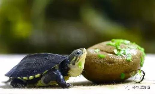 黄耳龟喂什么食物,幼龟可以吃什么人类的食物