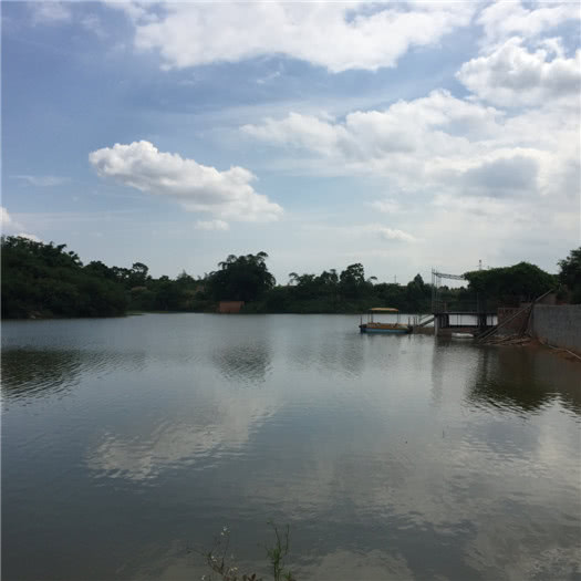 钓三斤以上红眼鲮鱼方法与技巧,鲮鱼警惕性高怎么钓