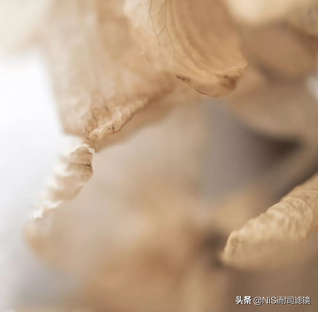 看到精彩——加拿大摄影师老飘飘的近摄镜测评