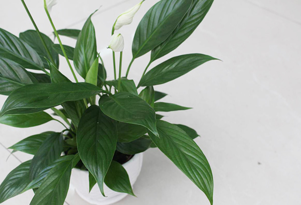 一帆风顺叶尖发黄？掌握5个小技巧，叶片翠绿，花苞蹭蹭窜