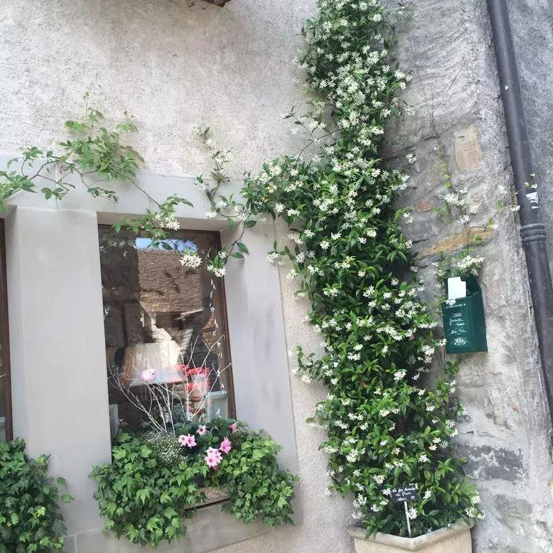 一年四季开花的爬藤花卉有哪些,一年就能爬满墙的爬藤花卉