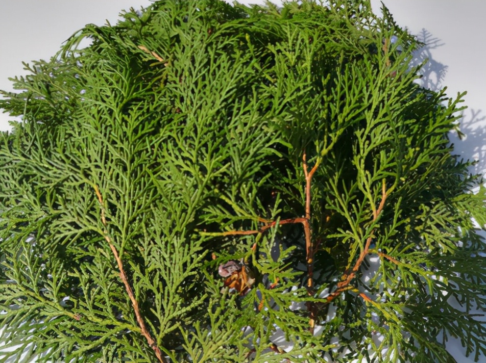 农村侧柏枝洗头,侧柏树被火烧