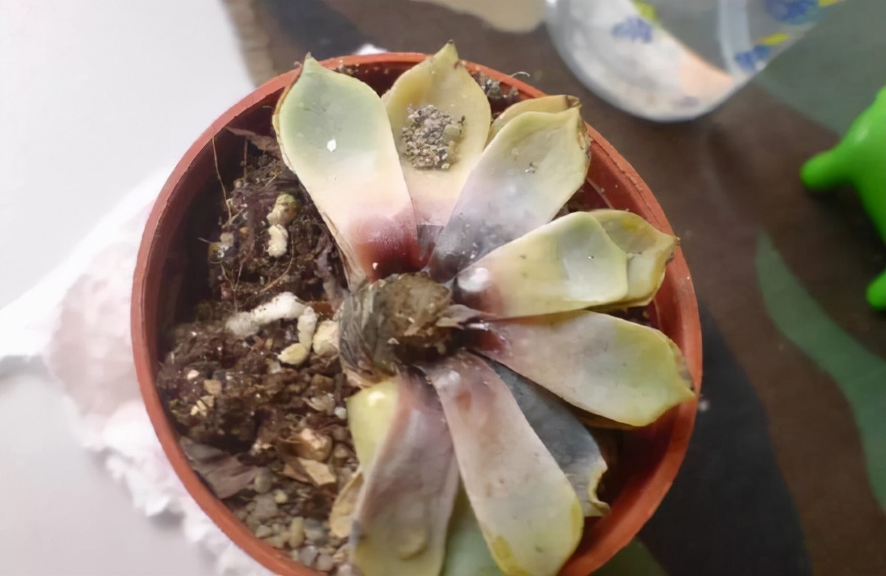 一年四季不死的十种花水养,浇水过多死的植物