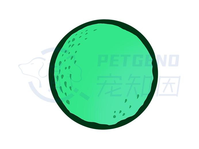 支原体感染家里有猫,猫的支原体感染会传染人吗