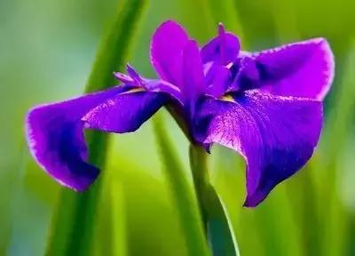 100种花的英文和花语是什么,100种花的花语以及送花礼仪分享