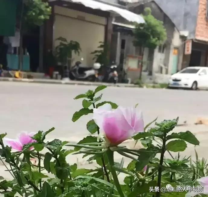 汕头澄海樟林美食,潮州樟林好吃的