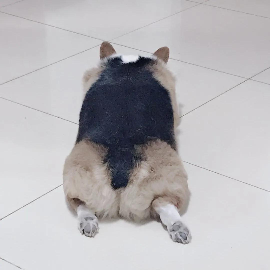 模仿狗狗睡姿,分享下你家狗子的睡姿