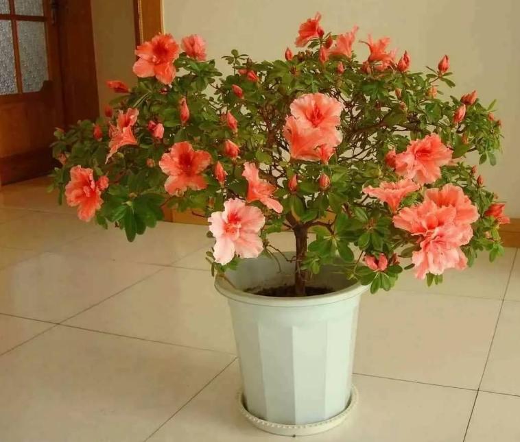 煤渣种花有什么好处,煤渣养花有营养