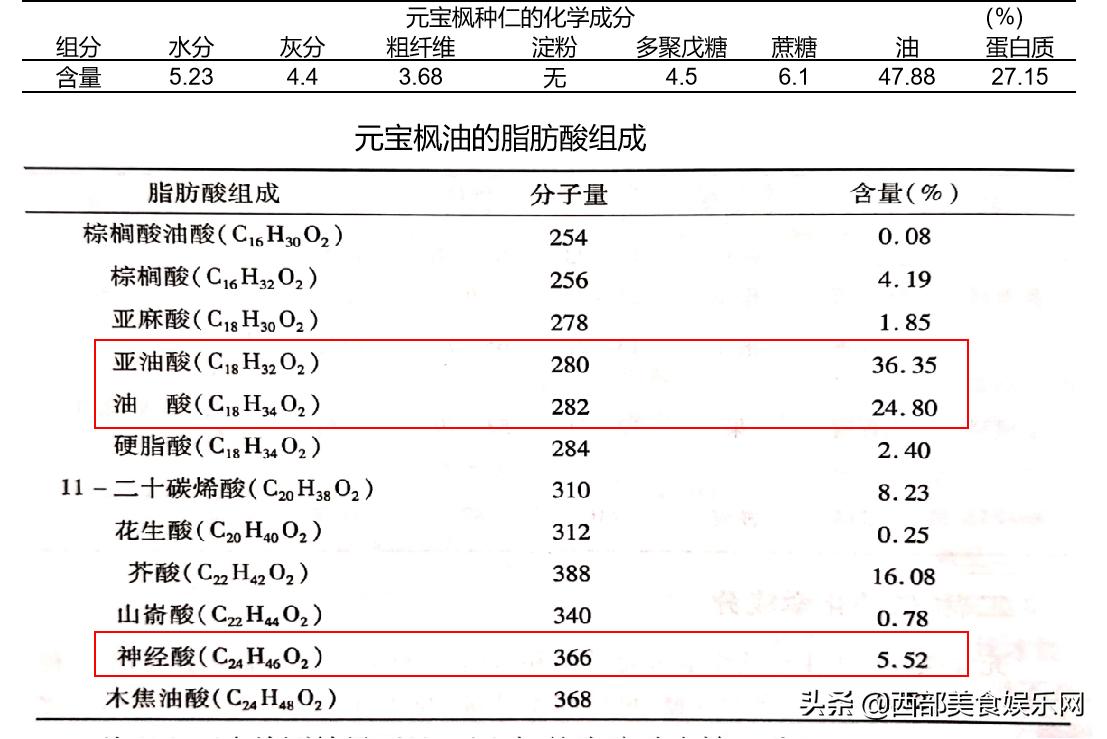 用中国千年古树元宝枫籽油，拒绝脑衰老，护航奋斗的生活