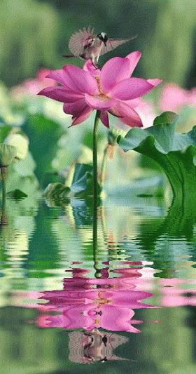 海边水中玫瑰花图片高清大图,最美山水花草倒影图片