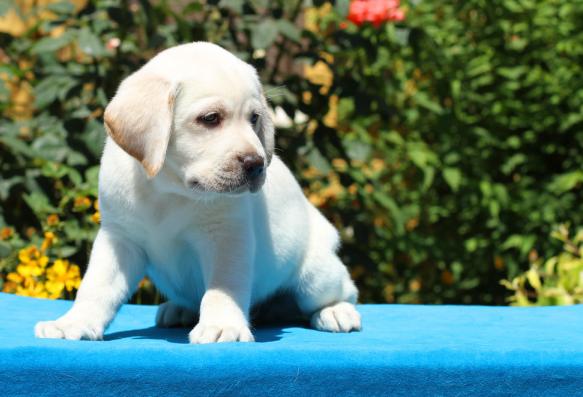 拉布拉多幼犬一吓就尿,拉布拉多幼犬尿中有血