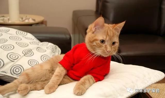 猫咪乱拉尿,打一顿解决不了问题:找出乱拉尿原因才是关键