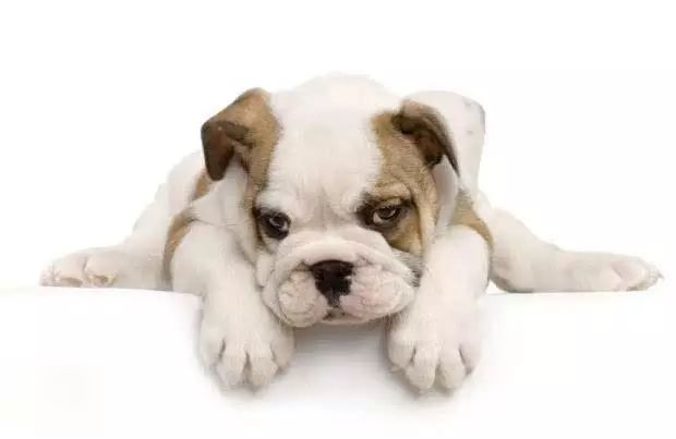 45种名犬大全,72种名犬图片附介绍