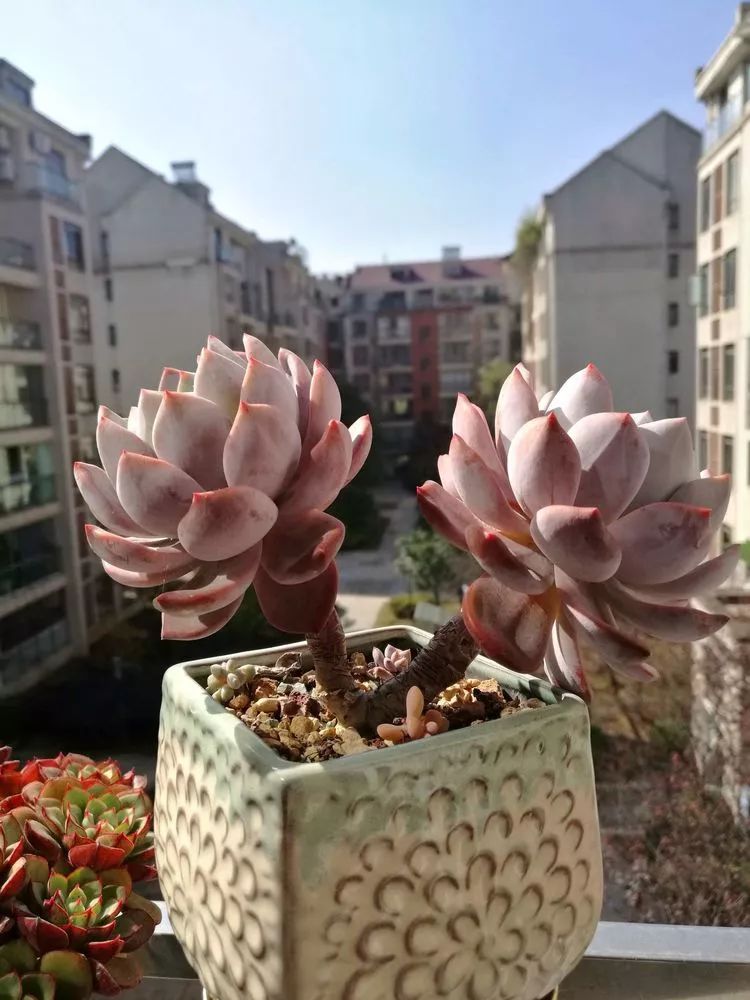 冬日暖阳邂逅最美的多肉,冬日暖阳和多肉暖了我的心