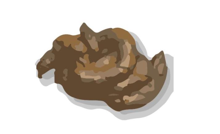 怎么看猫咪粑粑里有没有虫,猫咪软便蹭屎怎么办吃点什么药