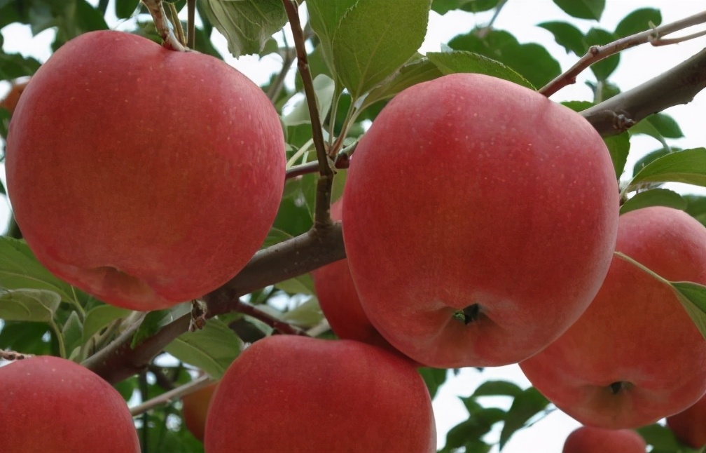 苹果正红景正美!在最甜的时候看最美的运城!