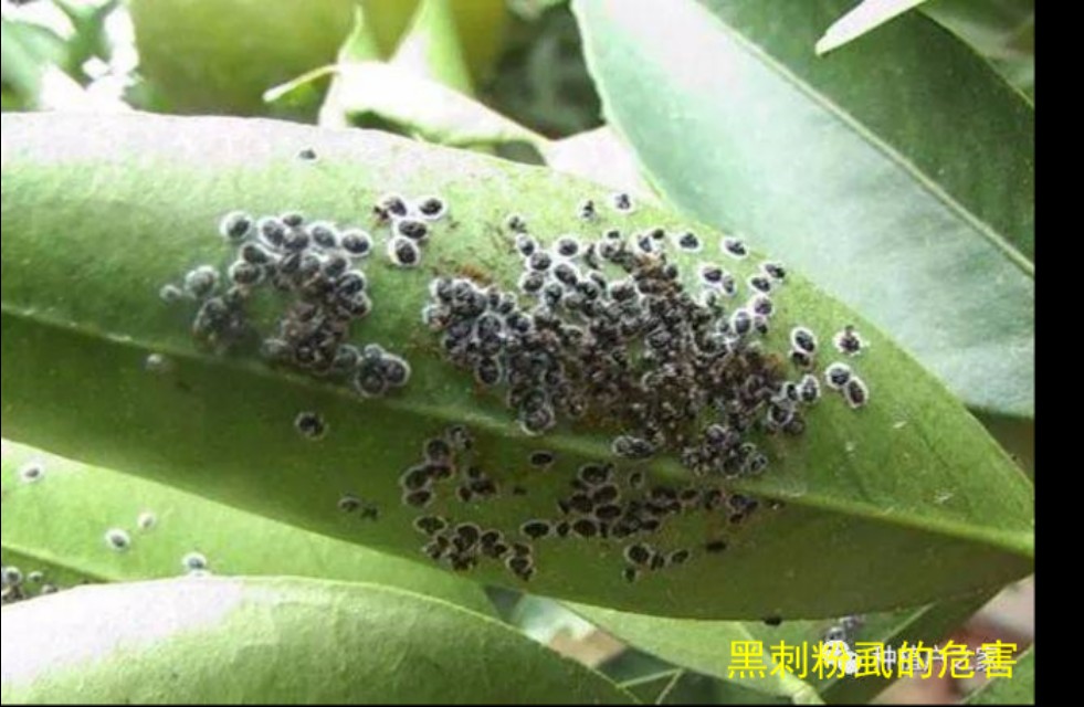 木虱的防治方法和病害有哪些,木虱类害虫的特点及防治方法