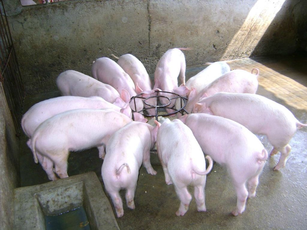 猪是蛇的克星这是真的吗,猪是龙的克星吗