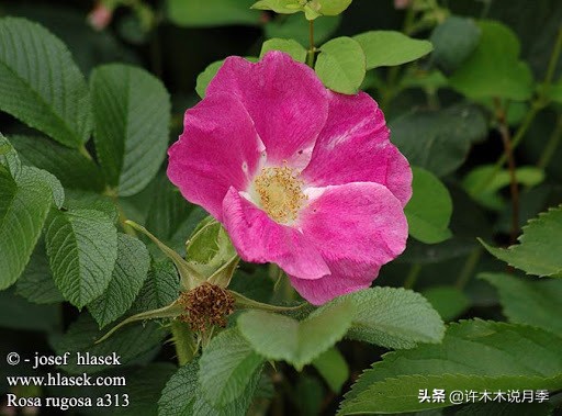 月季的养护方法和管理,月季的养护方法及注意事项