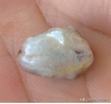 中草药制剂HCV弧菌病能防治、修复肝胰腺，广东省农业力推技术