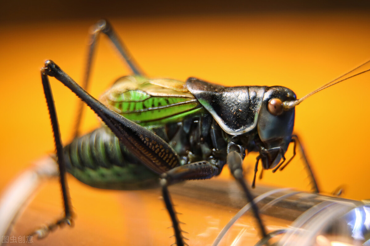 网上收蟋蟀是骗局吗,宁津蟋蟀与宁阳蟋蟀